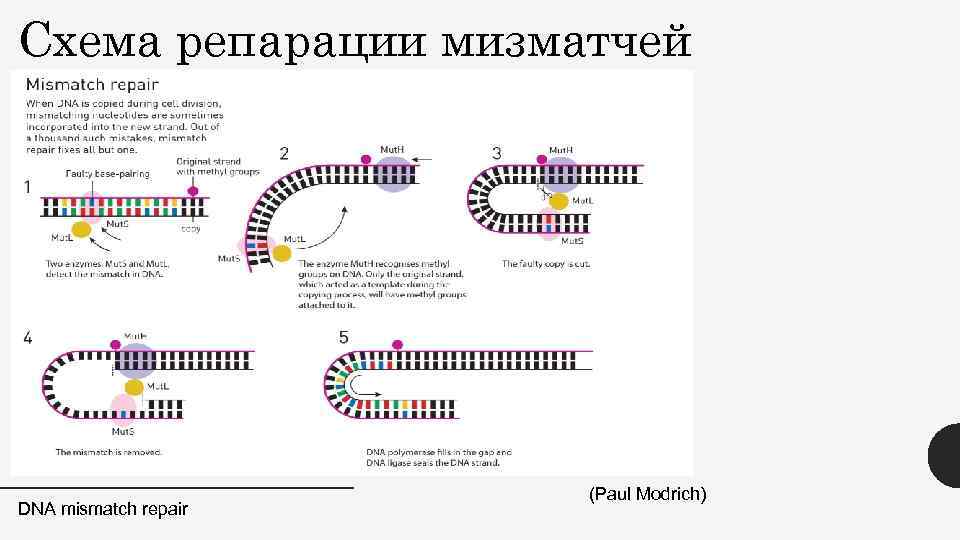 Схема репарации мизматчей DNA mismatch repair (Paul Modrich) 