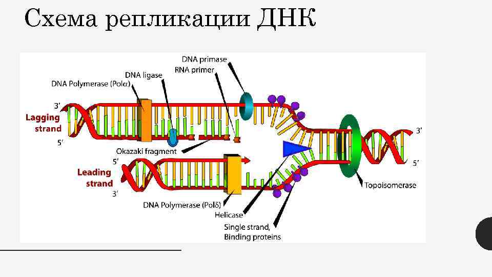 Схема репликации ДНК 