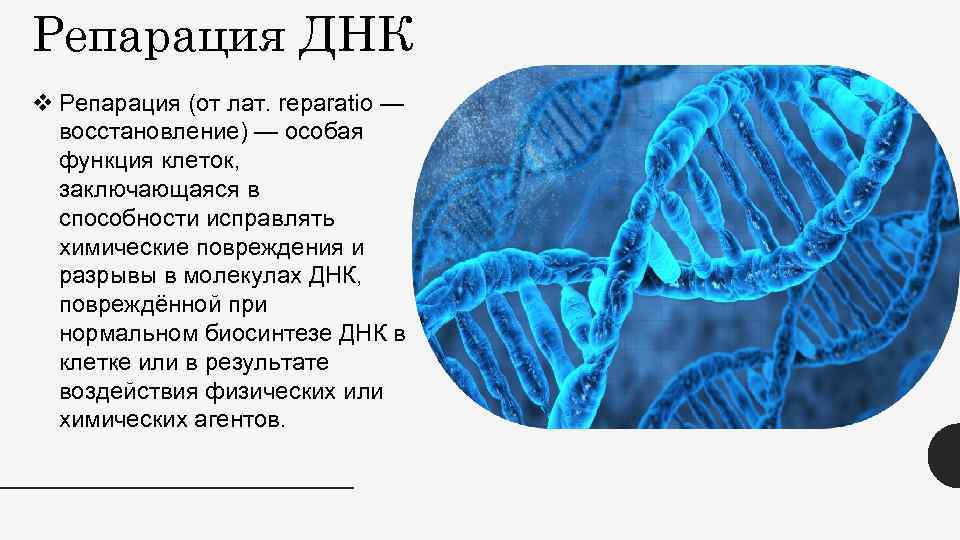 Репарация ДНК v Репарация (от лат. reparatio — восстановление) — особая функция клеток, заключающаяся