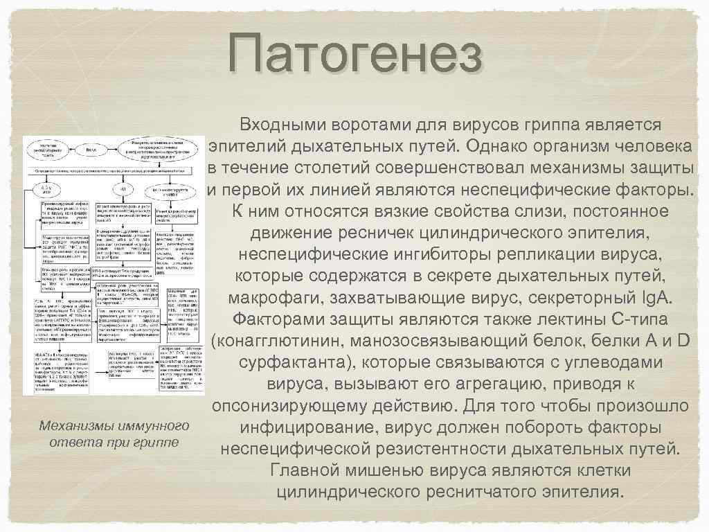 Патогенез Механизмы иммунного ответа при гриппе Входными воротами для вирусов гриппа является эпителий дыхательных