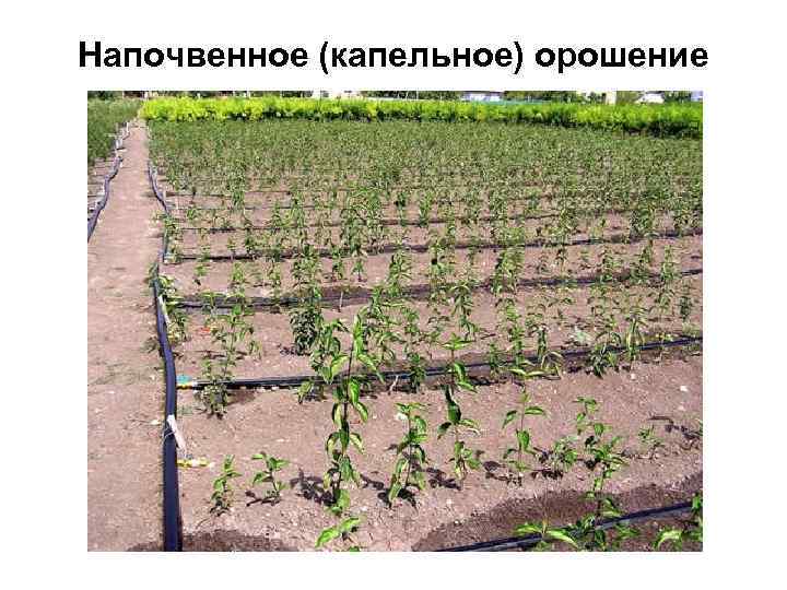 Напочвенное (капельное) орошение 