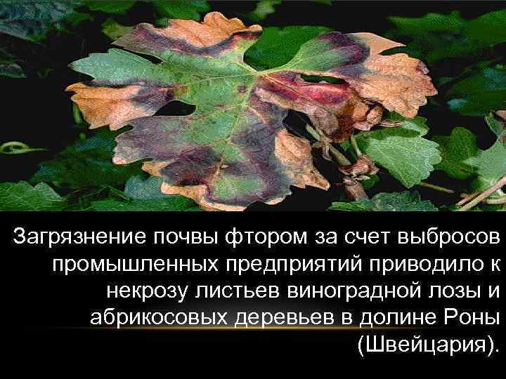 Загрязнение почвы фтором за счет выбросов промышленных предприятий приводило к некрозу листьев виноградной лозы