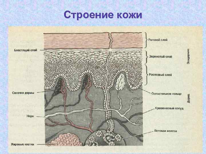 Кожа пальца рисунок