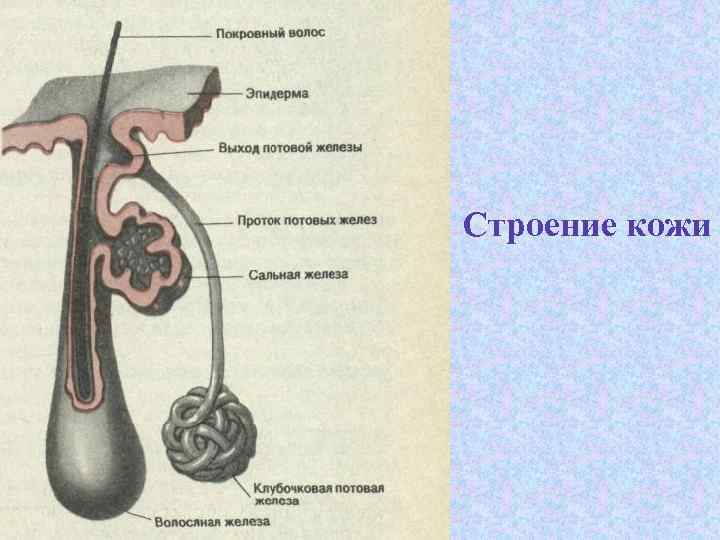 Под каким номером на рисунке изображена потовая железа