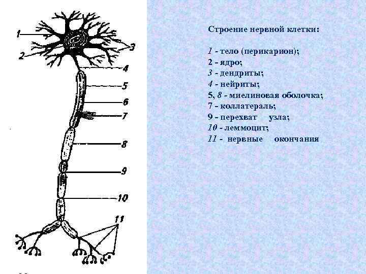 Строение нервного узла. Строение нейрона коллатерали. Строение нервной клетки. Схема строения нервной клетки.