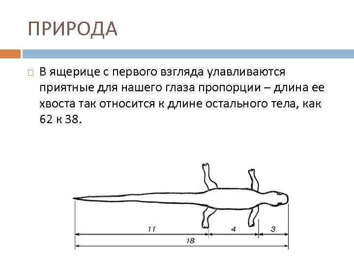 ПРИРОДА В ящерице с первого взгляда улавливаются приятные для нашего глаза пропорции – длина