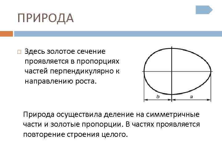 Золотое сечение введение для проекта