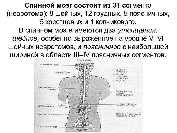 Спинной мозг состоит из 31 сегмента (невротома): 8 шейных, 12 грудных, 5 поясничных, 5