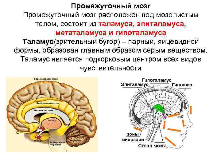 Промежуточный мозг расположен под мозолистым телом, состоит из таламуса, эпиталамуса, метаталамуса и гипоталамуса Таламус(зрительный