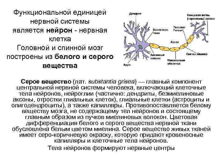 Функциональной единицей нервной системы является нейрон нервная клетка Головной и спинной мозг построены из
