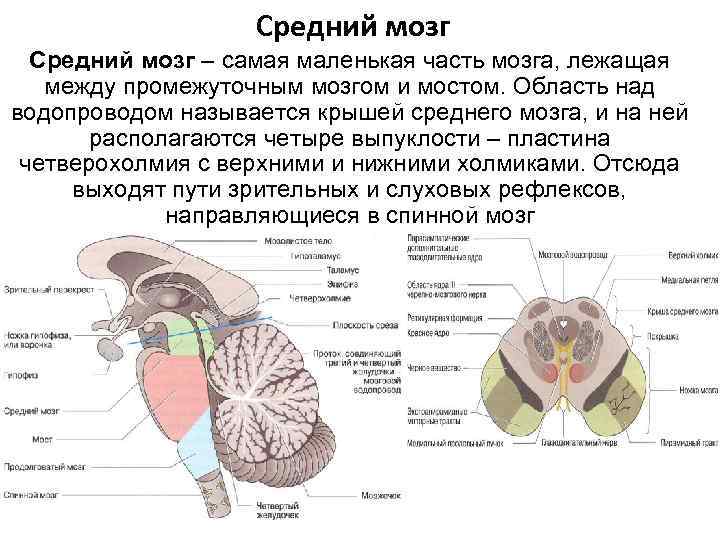 Средний мозг – самая маленькая часть мозга, лежащая между промежуточным мозгом и мостом. Область