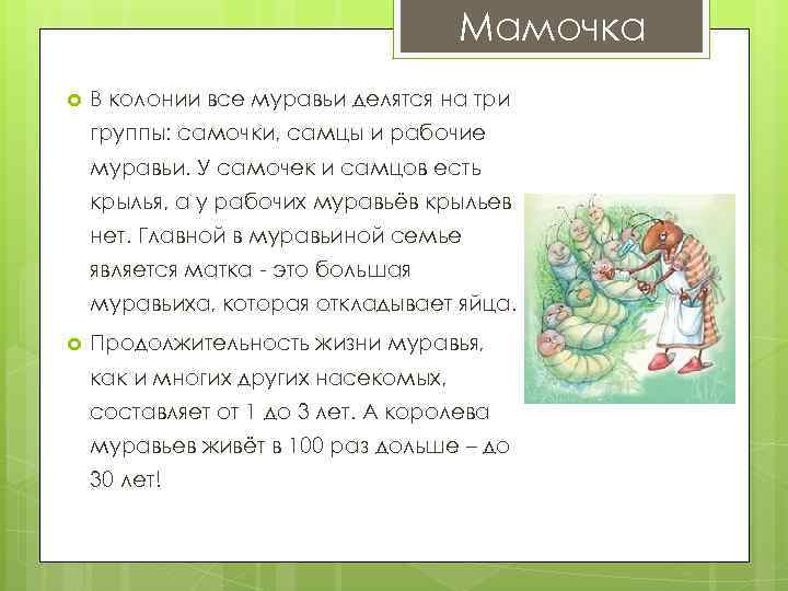 Мамочка В колонии все муравьи делятся на три группы: самочки, самцы и рабочие муравьи.