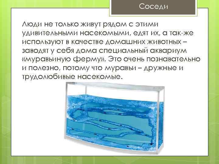 Соседи Люди не только живут рядом с этими удивительными насекомыми, едят их, а так-же