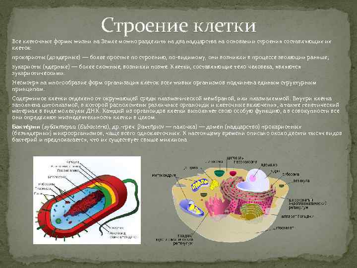 Строение клетки Все клеточные формы жизни на Земле можно разделить на два надцарства на