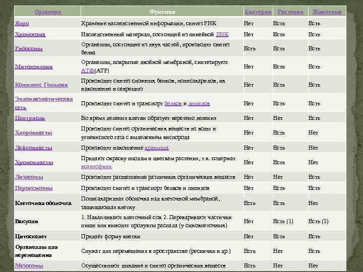 Органоид Функция Бактерии Растения Животные Ядро Хранение наследственной информации, синтез РНК Нет Есть Хромосома