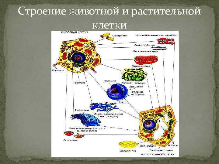 Строение животной и растительной клетки 