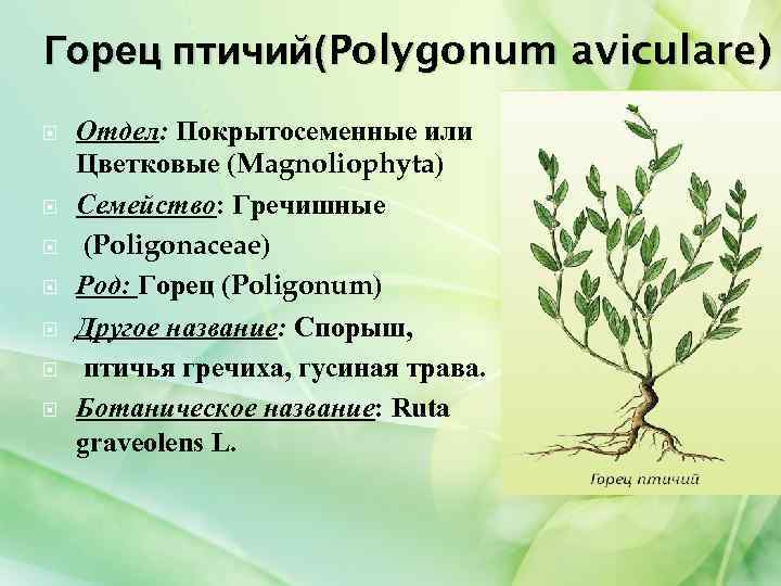 Горец птичий(Polygonum aviculare) Отдел: Покрытосеменные или Цветковые (Magnoliophyta) Семейство: Гречишные (Poligonaceae) Род: Горец (Poligonum)