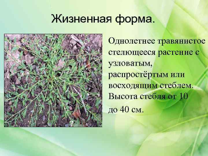 Жизненная форма. Однолетнее травянистое стелющееся растение с узловатым, распростёртым или восходящим стеблем. Высота стебля