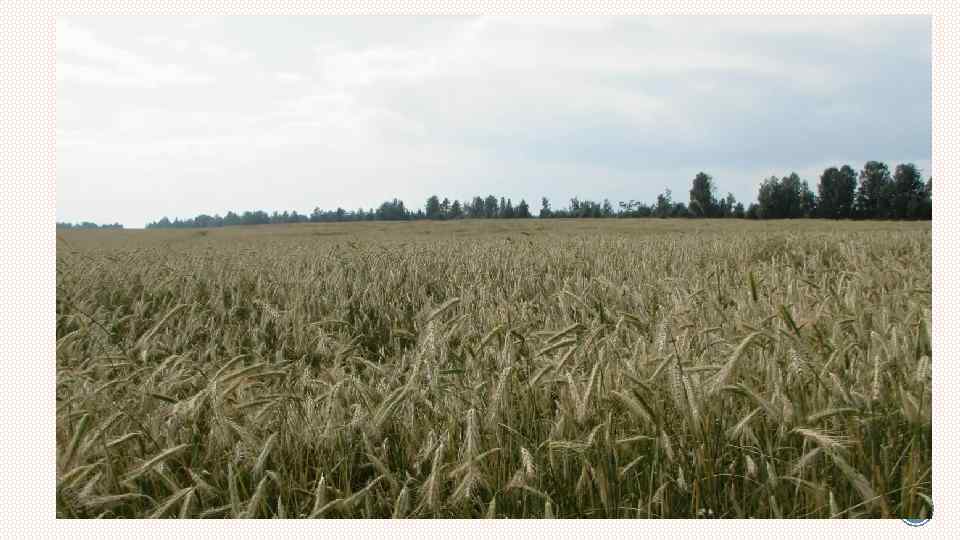 Где родился, там и пригодился… «Малая родина» , милая Родина, Здесь наша боль и