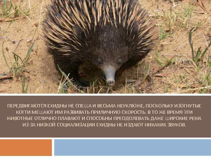 ПЕРЕДВИГАЮТСЯ ЕХИДНЫ НЕ СПЕША И ВЕСЬМА НЕУКЛЮЖЕ, ПОСКОЛЬКУ ИЗОГНУТЫЕ КОГТИ МЕШАЮТ ИМ РАЗВИВАТЬ ПРИЛИЧНУЮ