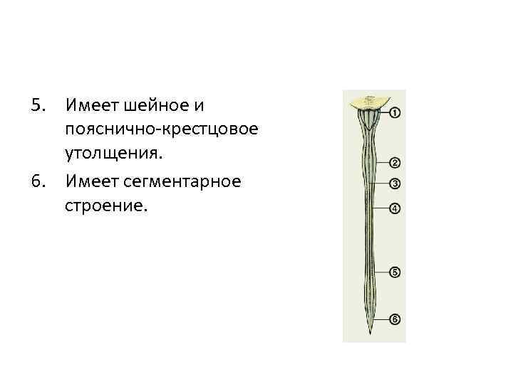 5. Имеет шейное и пояснично-крестцовое утолщения. 6. Имеет сегментарное строение. 