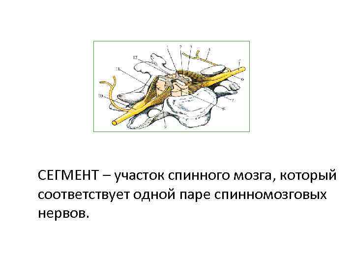 СЕГМЕНТ – участок спинного мозга, который соответствует одной паре спинномозговых нервов. 