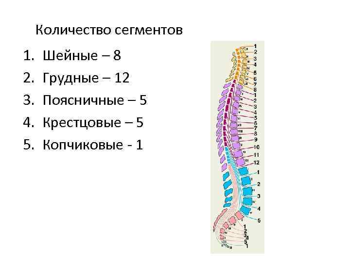 Количество сегментов 1. 2. 3. 4. 5. Шейные – 8 Грудные – 12 Поясничные