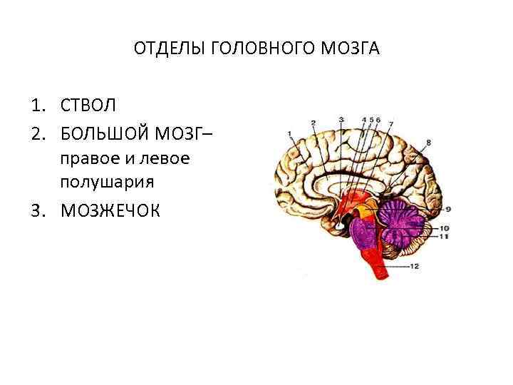 ОТДЕЛЫ ГОЛОВНОГО МОЗГА 1. СТВОЛ 2. БОЛЬШОЙ МОЗГ– правое и левое полушария 3. МОЗЖЕЧОК