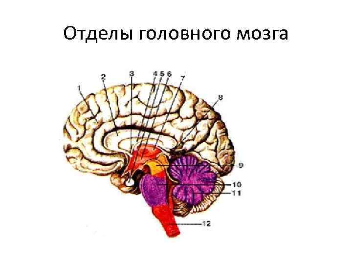 Отделы головного мозга 