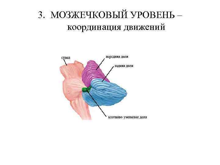 3. МОЗЖЕЧКОВЫЙ УРОВЕНЬ – координация движений 