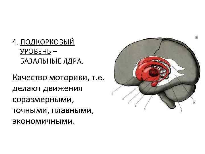 4. ПОДКОРКОВЫЙ УРОВЕНЬ – БАЗАЛЬНЫЕ ЯДРА. Качество моторики, т. е. делают движения соразмерными, точными,