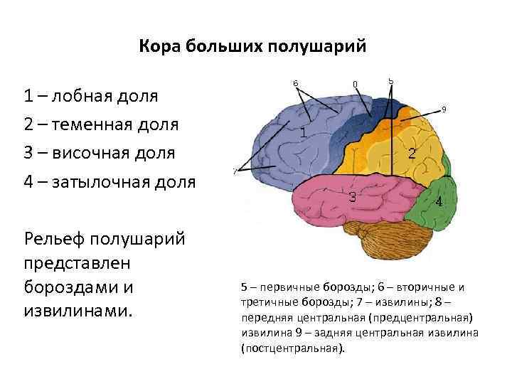 Кора больших полушарий 1 – лобная доля 2 – теменная доля 3 – височная