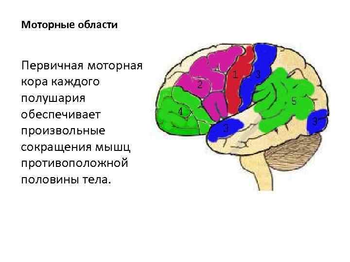 Моторные области Первичная моторная кора каждого полушария обеспечивает произвольные сокращения мышц противоположной половины тела.