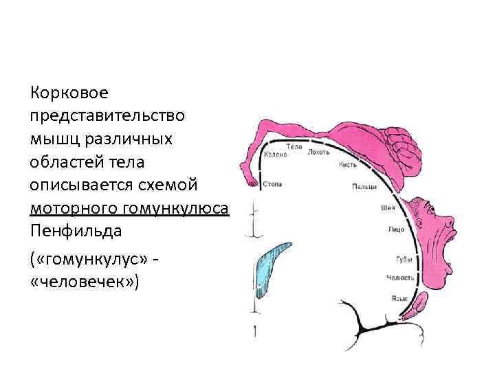 Корковое представительство мышц различных областей тела описывается схемой моторного гомункулюса Пенфильда ( «гомункулус» «человечек»