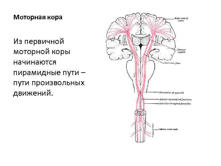 Моторная кора Из первичной моторной коры начинаются пирамидные пути – пути произвольных движений. 