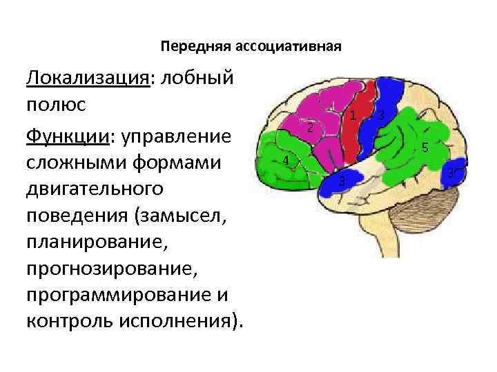 Передняя ассоциативная Локализация: лобный полюс Функции: управление сложными формами двигательного поведения (замысел, планирование, прогнозирование,