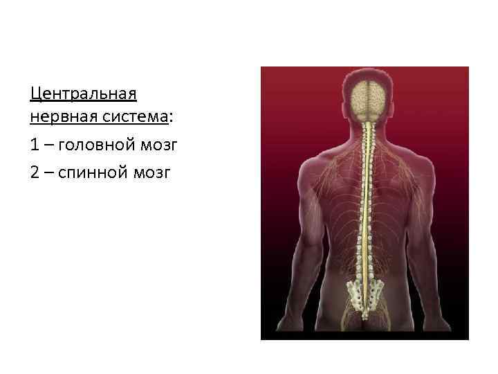 Центральная нервная система: 1 – головной мозг 2 – спинной мозг 