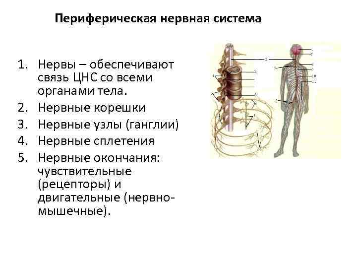 Периферическая нервная система 1. Нервы – обеспечивают связь ЦНС со всеми органами тела. 2.