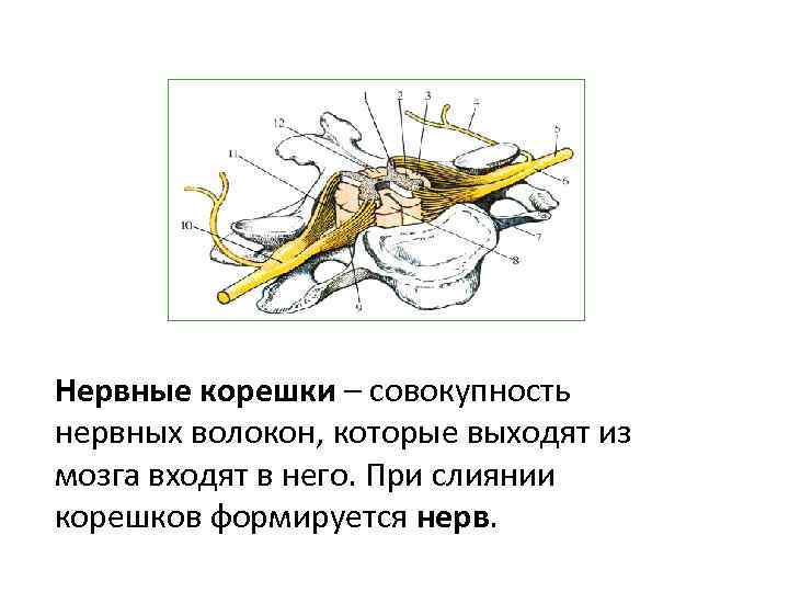 Нервные корешки – совокупность нервных волокон, которые выходят из мозга входят в него. При