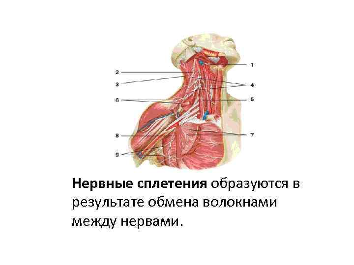 Центральная нервная система фото