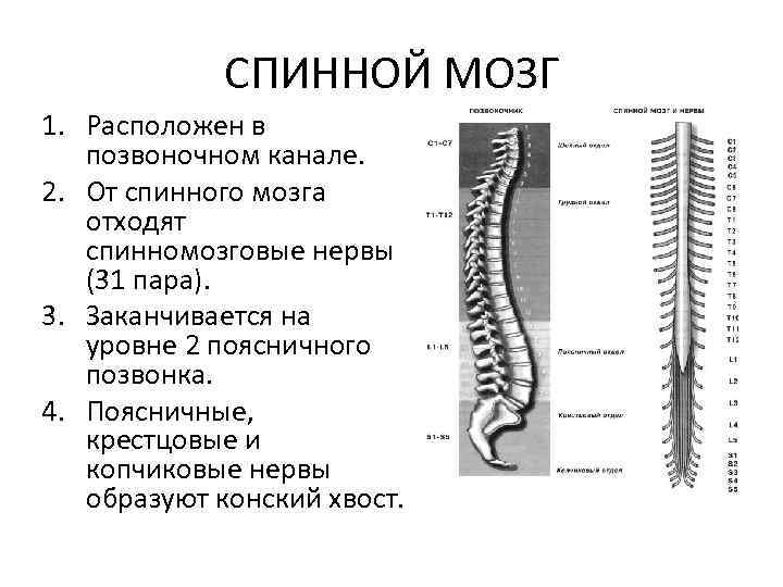 СПИННОЙ МОЗГ 1. Расположен в позвоночном канале. 2. От спинного мозга отходят спинномозговые нервы