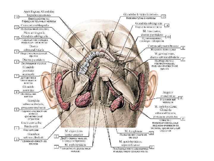 Гланды расположение на шее схема