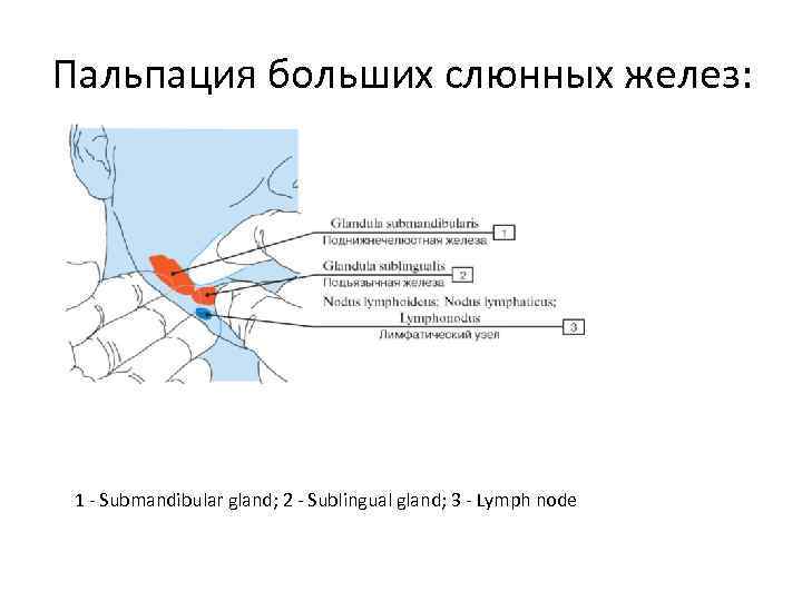 Пальпация желез. Пальпация слюнных желез техника. Слюнные железы пальпация. Бимануальная пальпация слюнных желез. Пальпация больших слюнных желез.