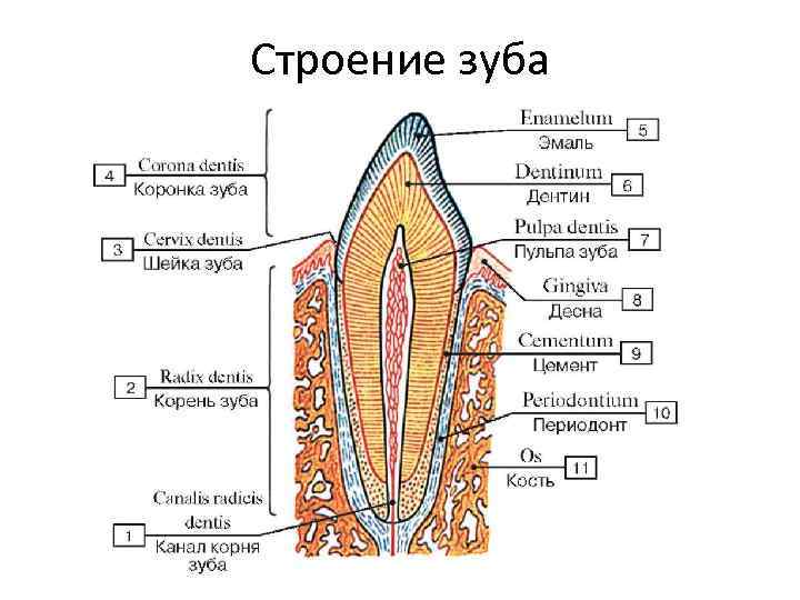 Зуб в разрезе картинка с подписями