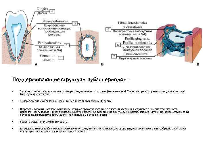 Схема структурной организации периодонтальной связки