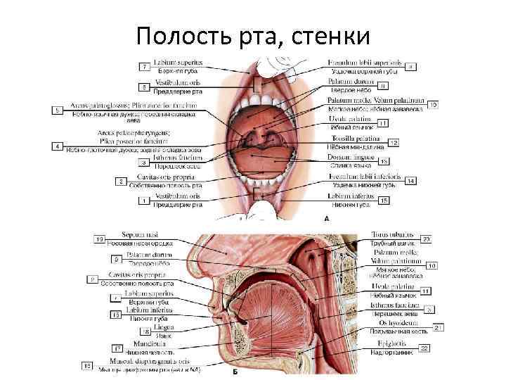 Полость рта, стенки 