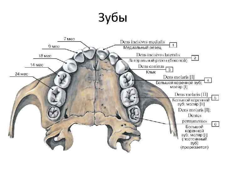 Зубы 