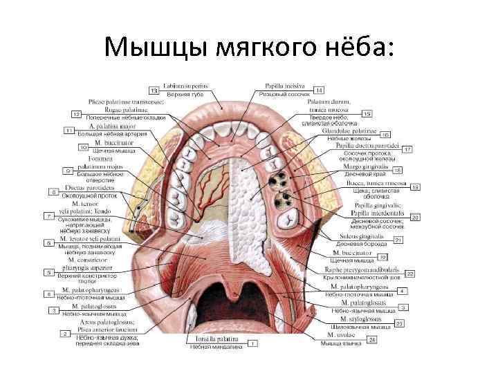 Мышцы мягкого нёба: 