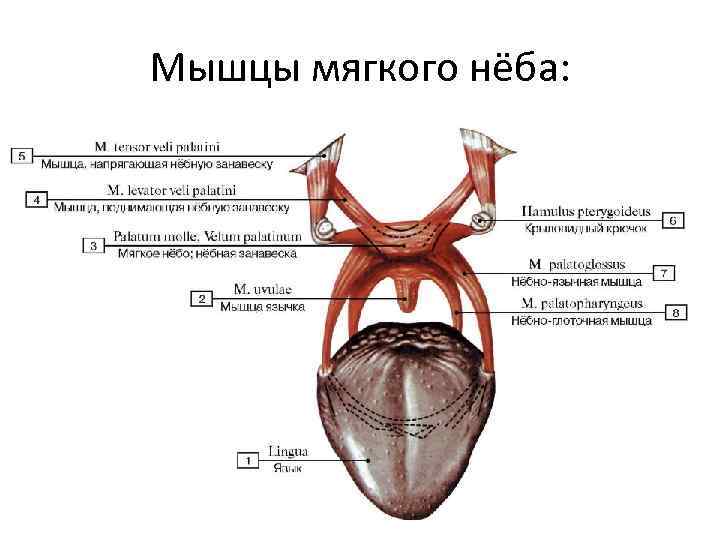 Мышцы мягкого нёба: 