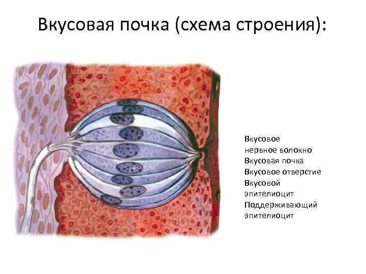 Схема строения вкусовой почки